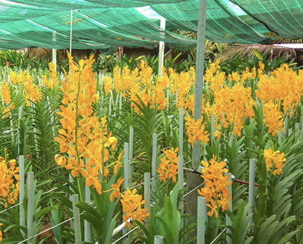 Hệ thống tưới phun sương trồng lan