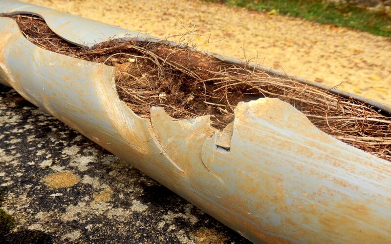 Vì sao rễ cây có thể ảnh hưởng đến đường ống ngầm?