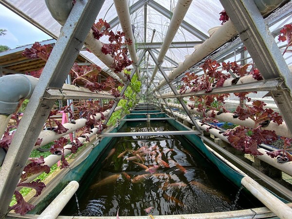 hệ thống cấp nước Aquaponics