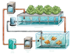 hệ thống cấp nước Aquaponics