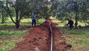 Hệ thống ống HDPE tưới sầu riêng