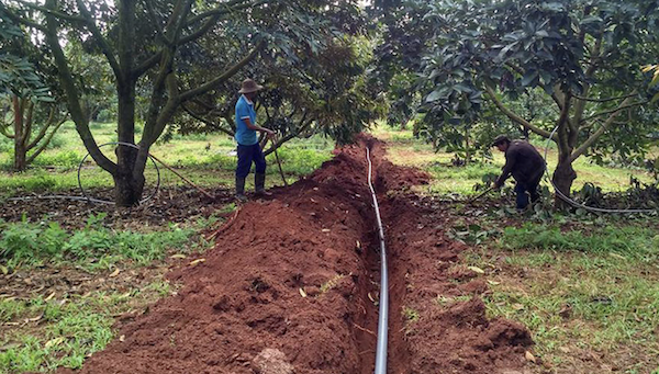 Hệ thống ống HDPE tưới sầu riêng